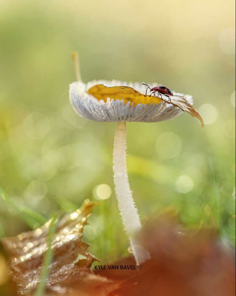 Mis 15 fotografías de cerca que muestran la belleza de la naturaleza en otoño