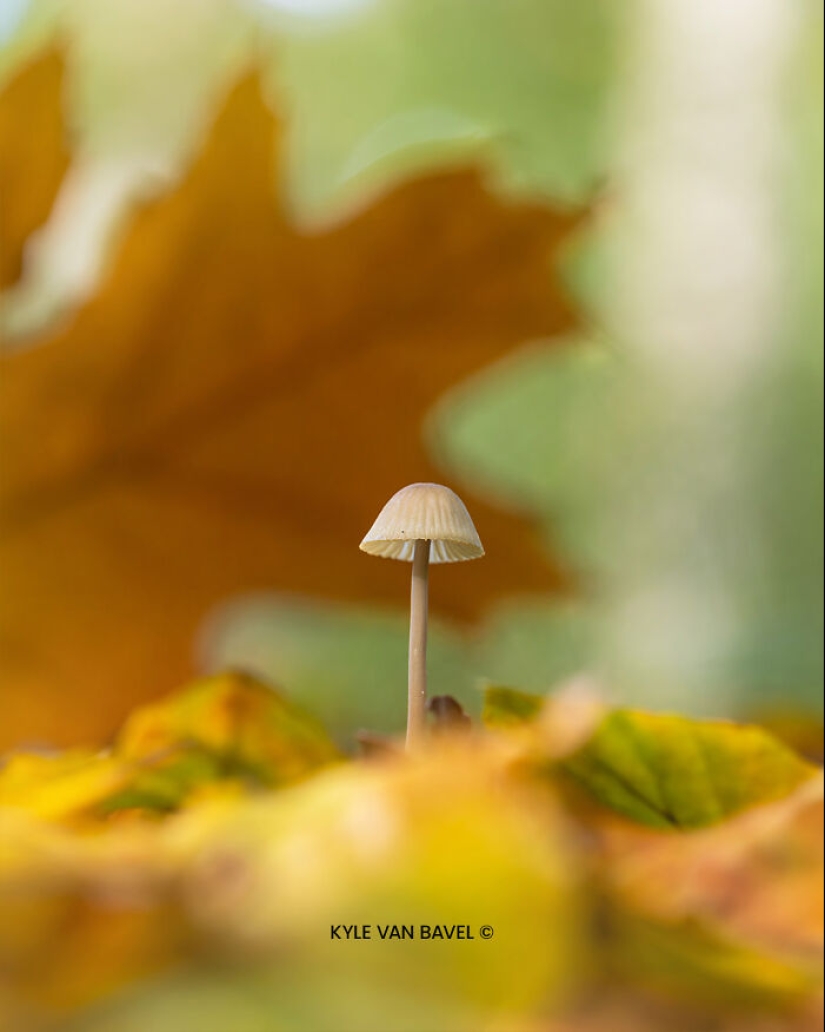 Mis 15 fotografías de cerca que muestran la belleza de la naturaleza en otoño