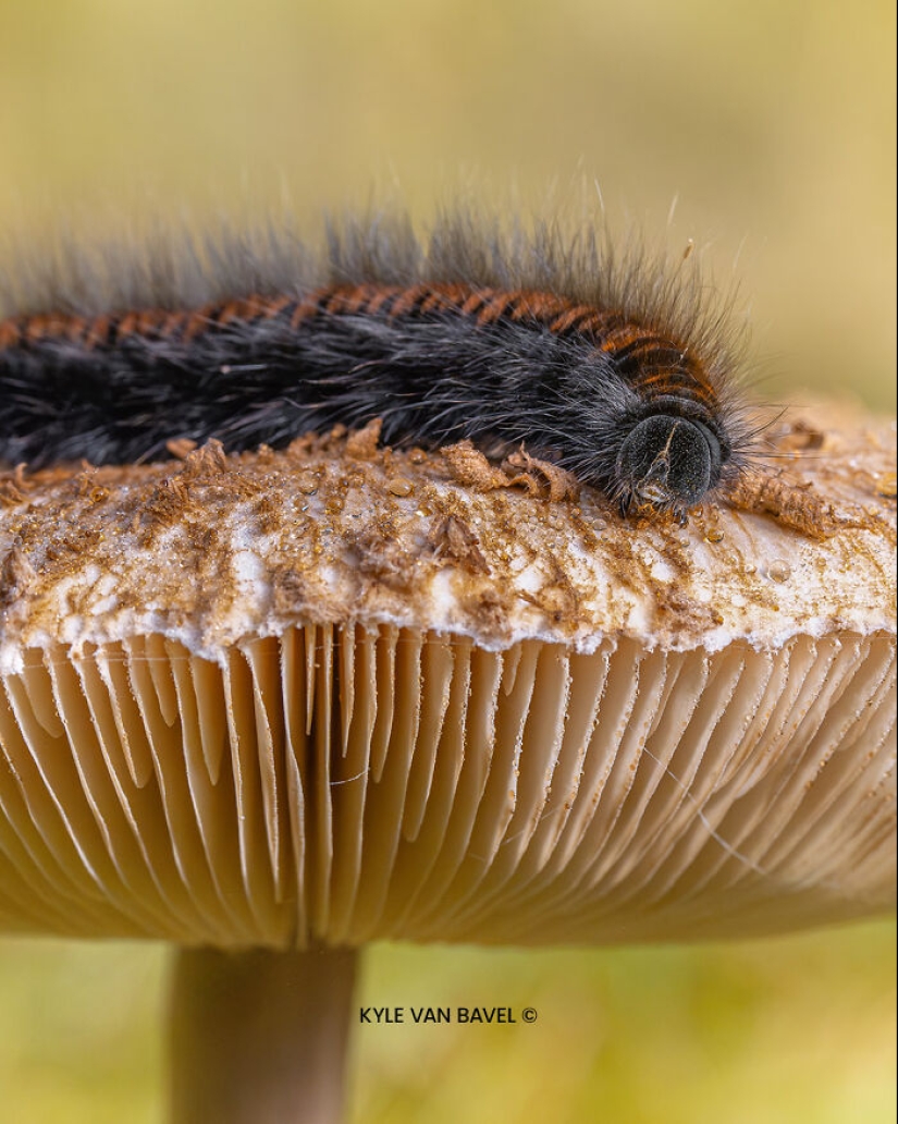 Mis 15 fotografías de cerca que muestran la belleza de la naturaleza en otoño