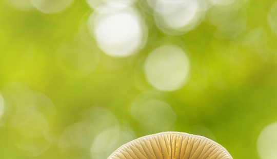 Mis 15 fotografías de cerca que muestran la belleza de la naturaleza en otoño