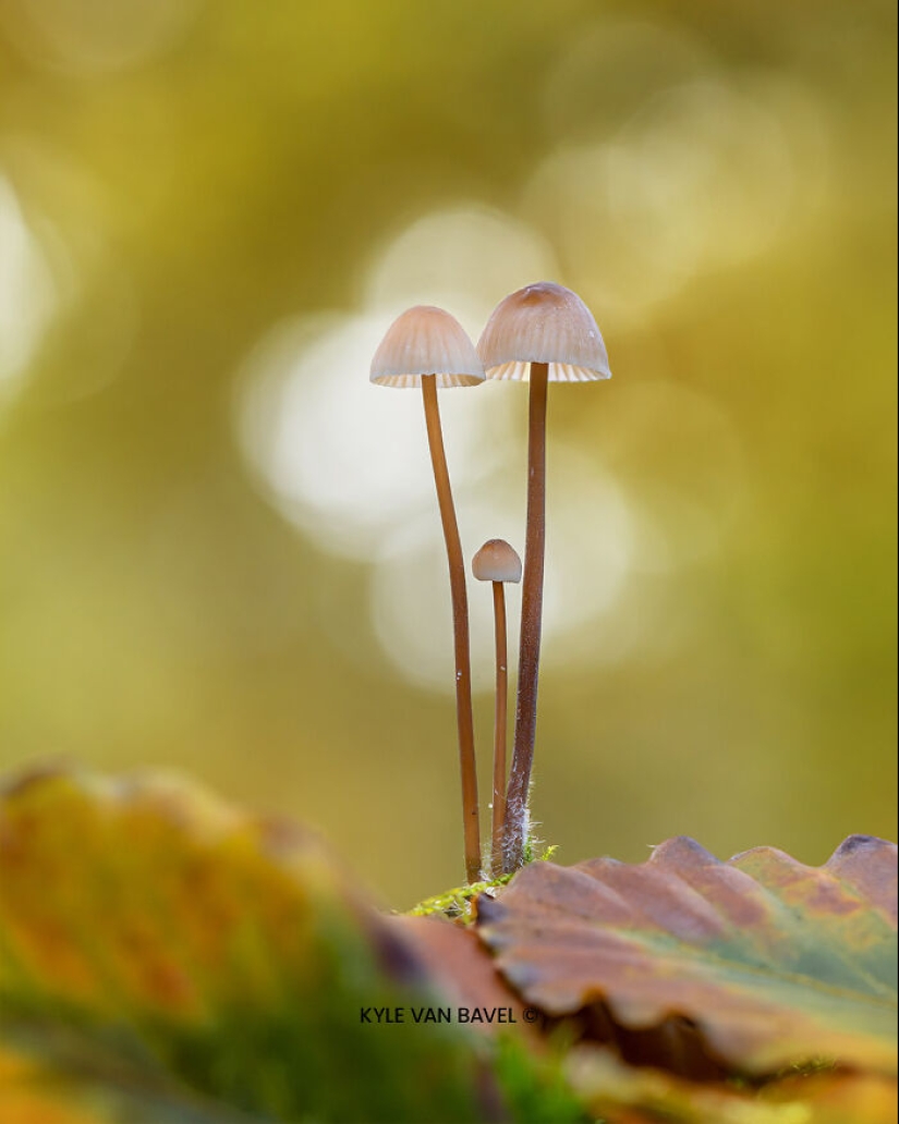 Mis 15 fotografías de cerca que muestran la belleza de la naturaleza en otoño