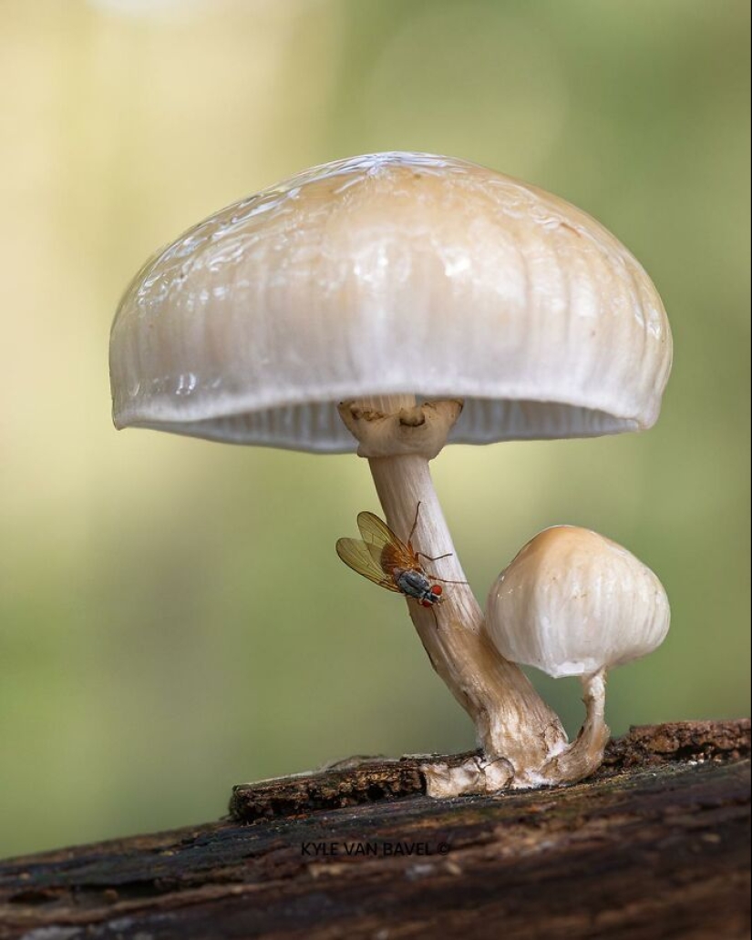 Mis 15 fotografías de cerca que muestran la belleza de la naturaleza en otoño