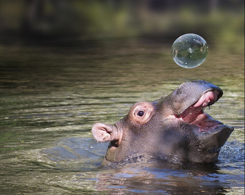 Misión posible: hipopótamos que detendrán la dictadura de los gatos en Internet