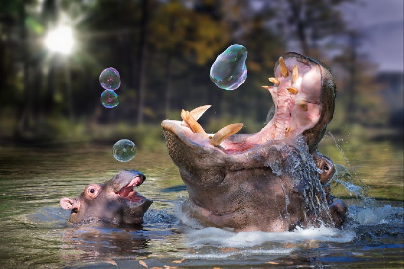 Misión posible: hipopótamos que detendrán la dictadura de los gatos en Internet