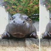Mission Possible - hippos who will stop the internet dictatorship of cats