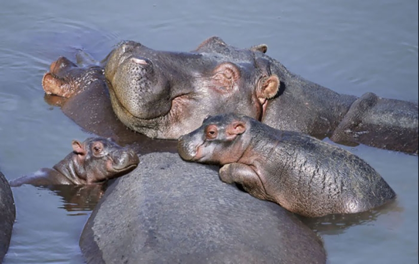 Mission Possible - hippos who will stop the internet dictatorship of cats