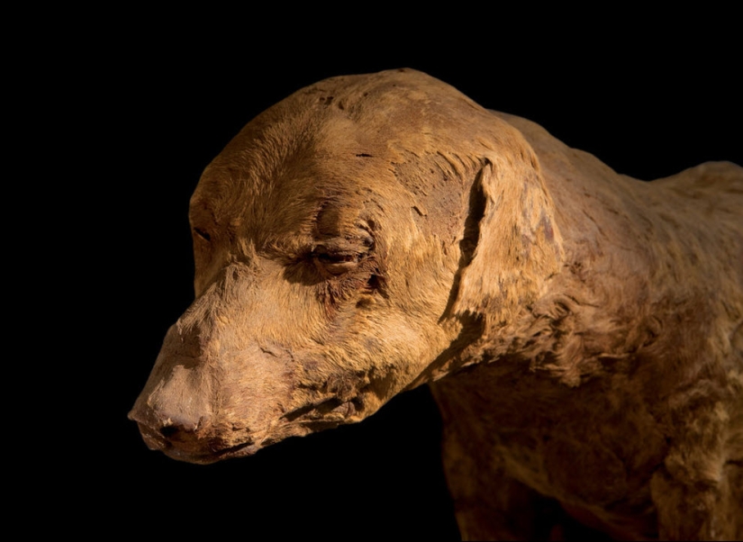 Momia... mascotas de los faraones