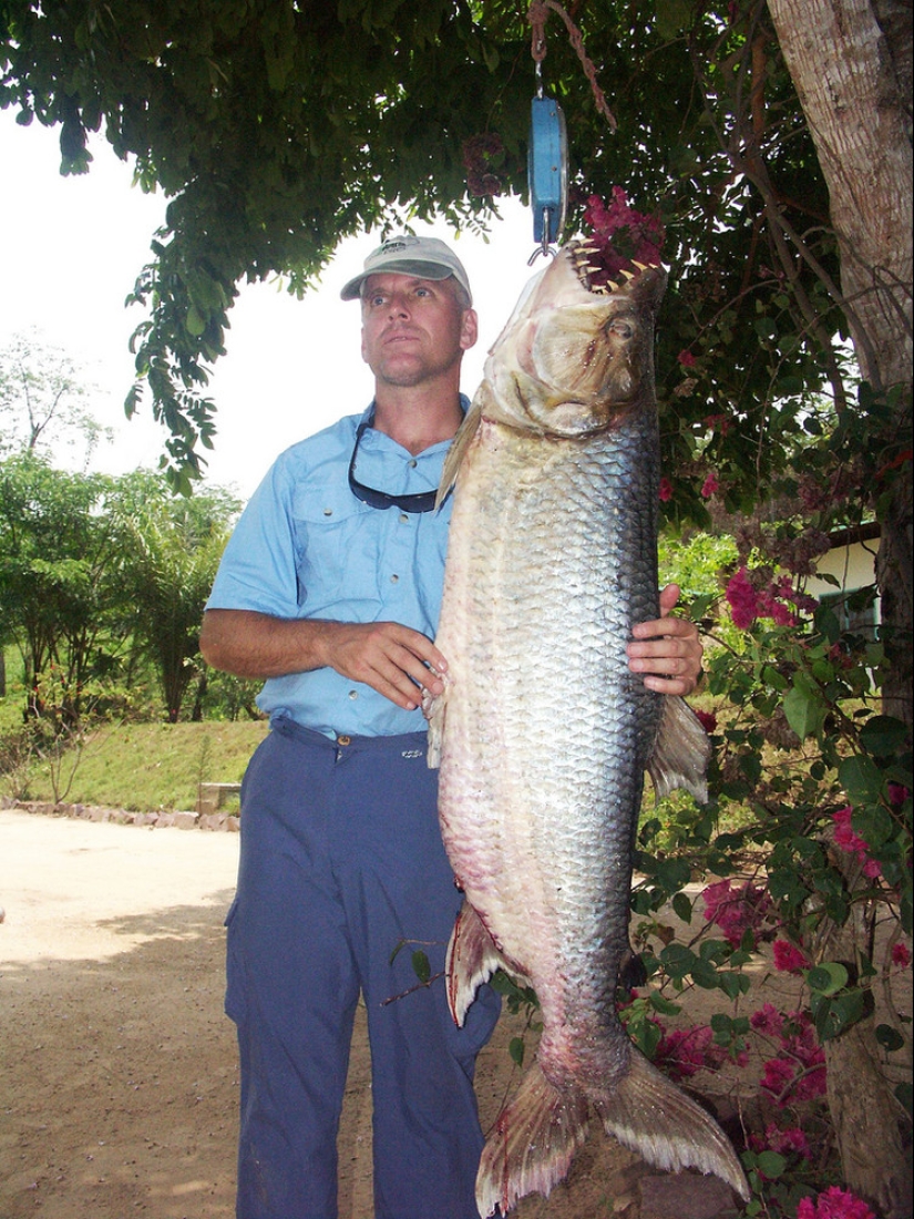 Monstruo de Agua de África-Pez tigre Goliat