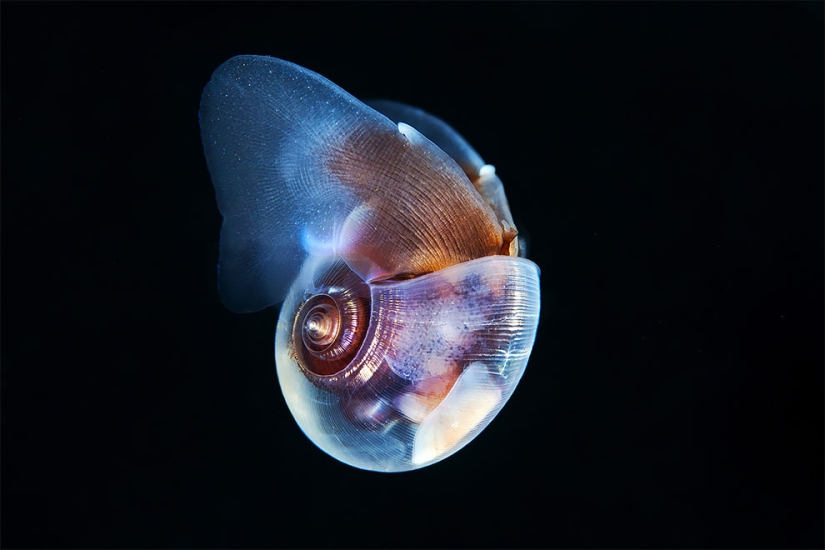 Monstruos del mar profundo en la foto de Alexander Semyonov