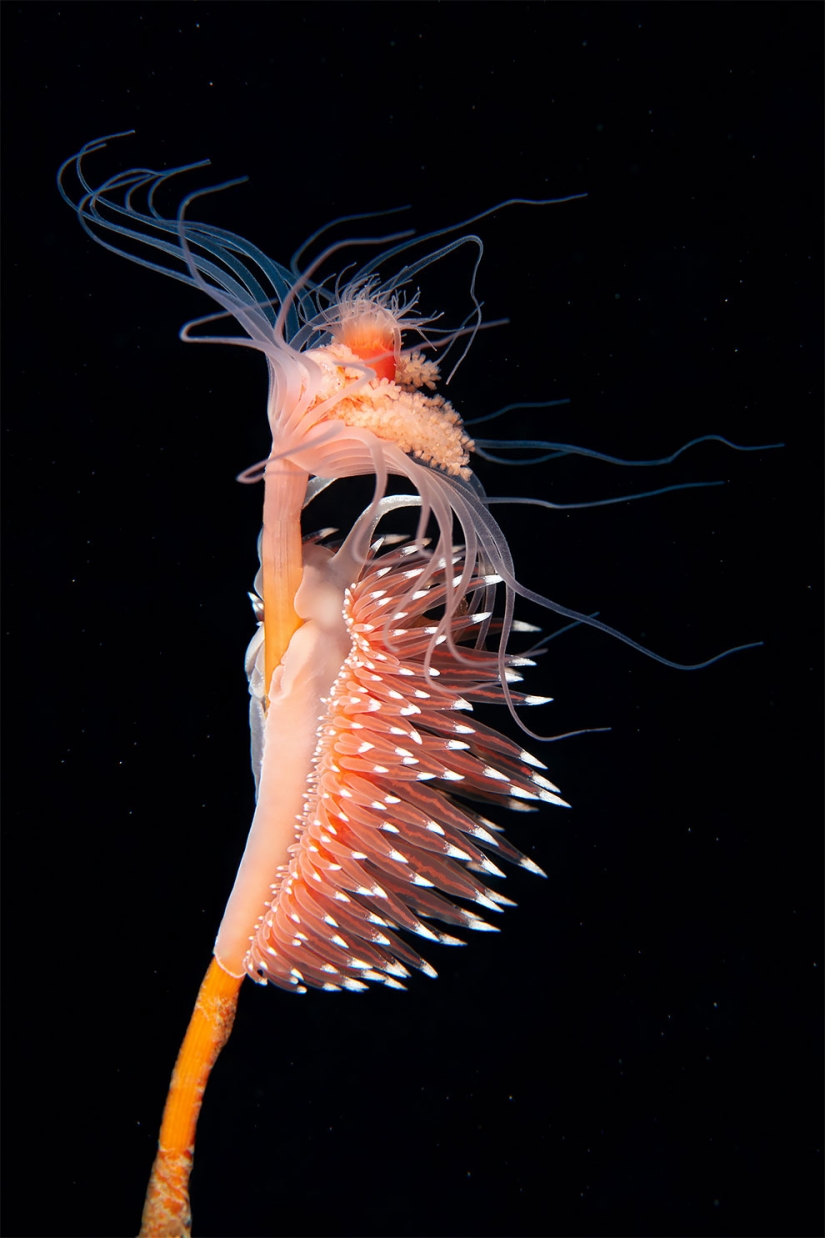 Monstruos del mar profundo en la foto de Alexander Semyonov