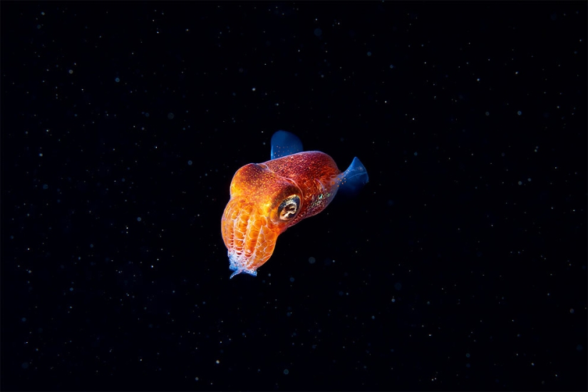 Monstruos del mar profundo en la foto de Alexander Semyonov