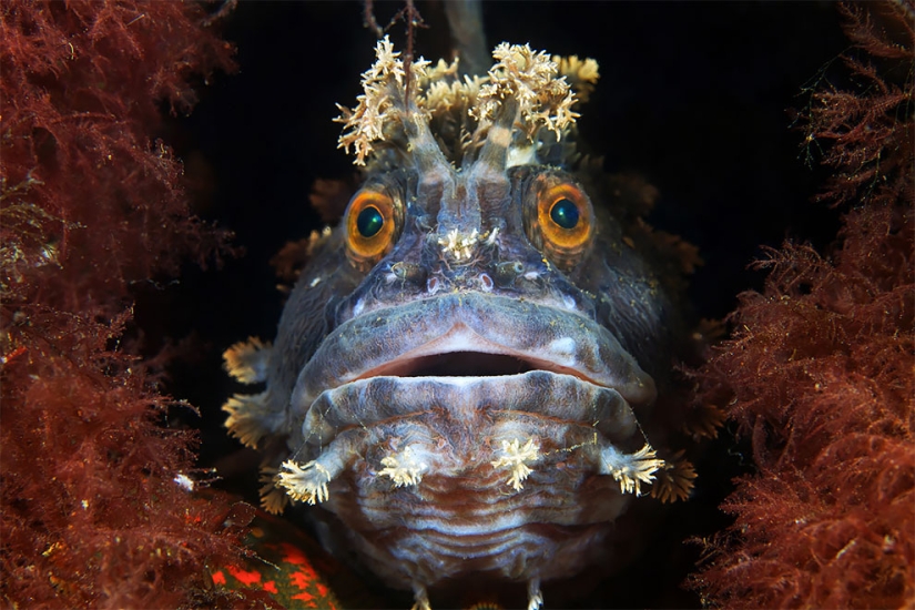 Monstruos del mar profundo en la foto de Alexander Semyonov