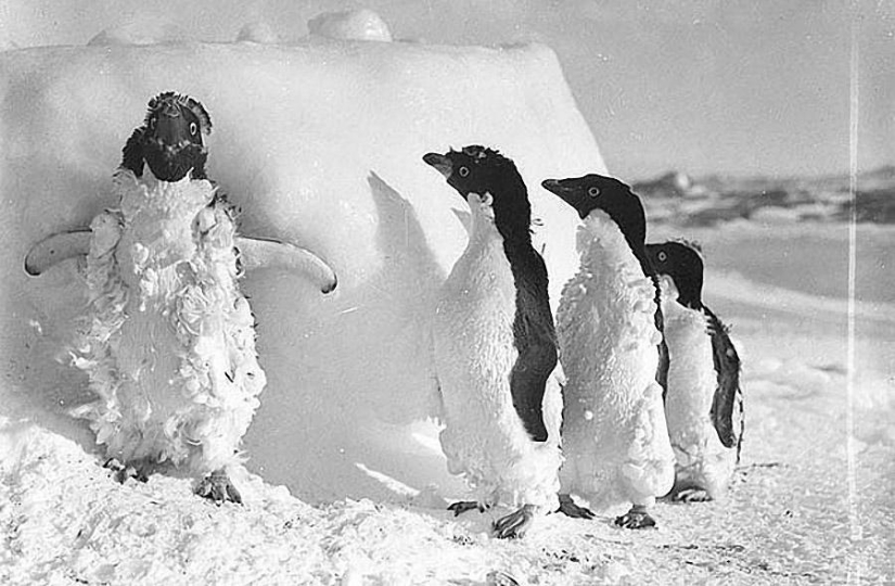 Most impressive photos of Antarctica beginning of the XX century