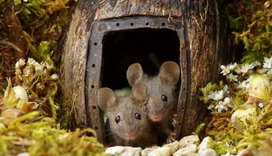 Mouse village British photographer Simon Dell