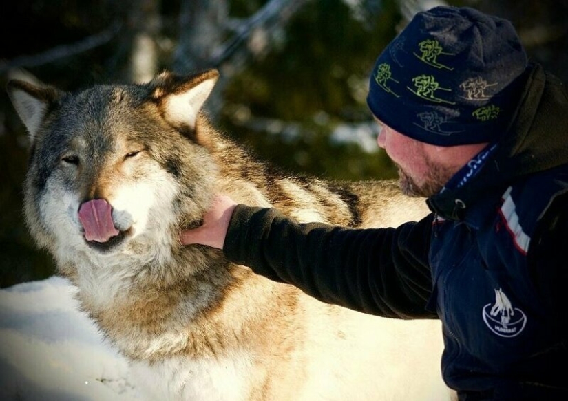 Mowgli on the contrary: the Norwegian brought up the four wolves and became the "leader of the pack"