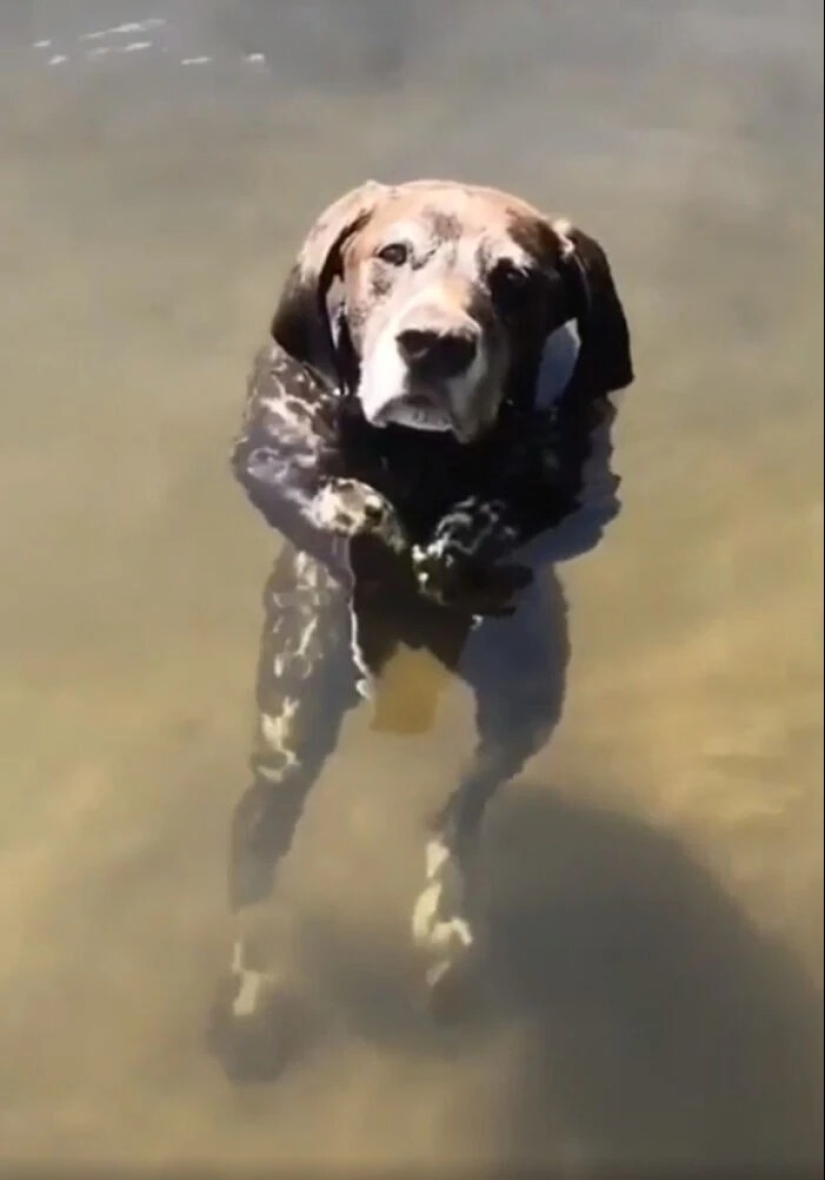 más de 20 perros extraños que te cargarán de emociones positivas durante mucho tiempo