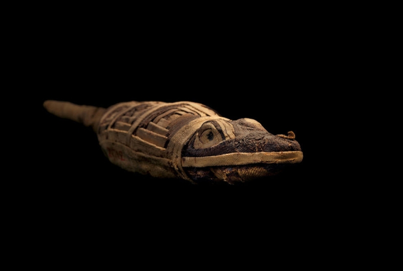 Mummies... pets of the pharaohs