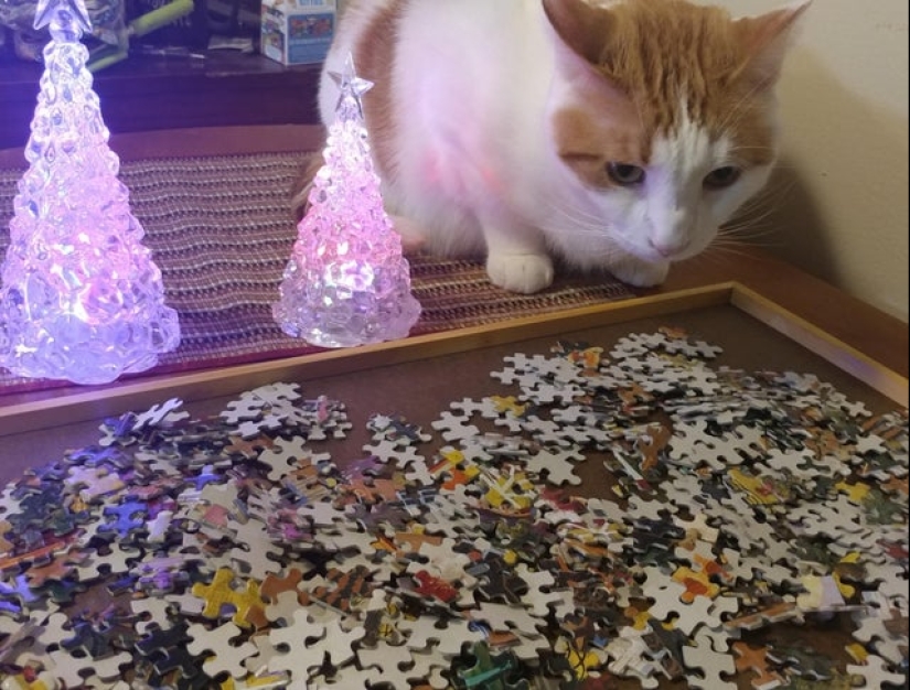 "Murzik, bueno, ¡no interfieras!": 22 evidencia de que no puedes resolver puzzles con gatos