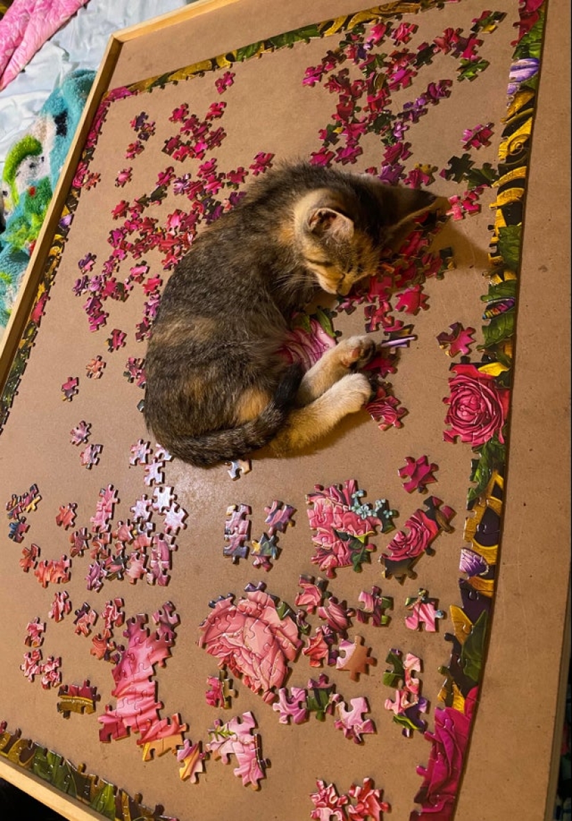 "Murzik, bueno, ¡no interfieras!": 22 evidencia de que no puedes resolver puzzles con gatos