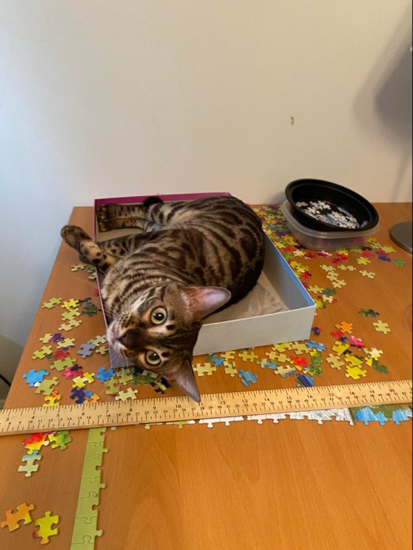 "Murzik, bueno, ¡no interfieras!": 22 evidencia de que no puedes resolver puzzles con gatos