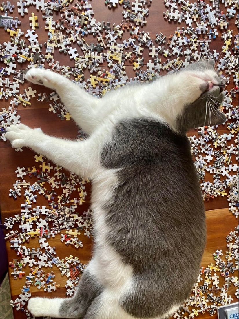 "Murzik, bueno, ¡no interfieras!": 22 evidencia de que no puedes resolver puzzles con gatos