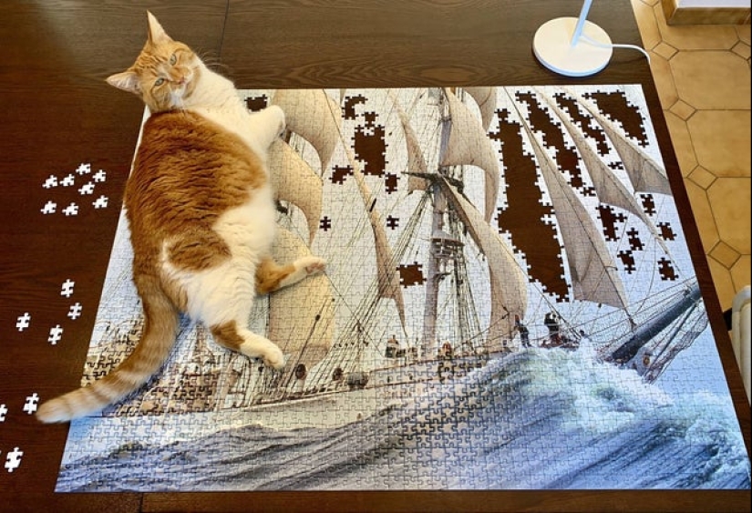 "Murzik, bueno, ¡no interfieras!": 22 evidencia de que no puedes resolver puzzles con gatos