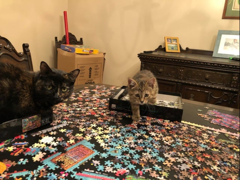 "Murzik, bueno, ¡no interfieras!": 22 evidencia de que no puedes resolver puzzles con gatos