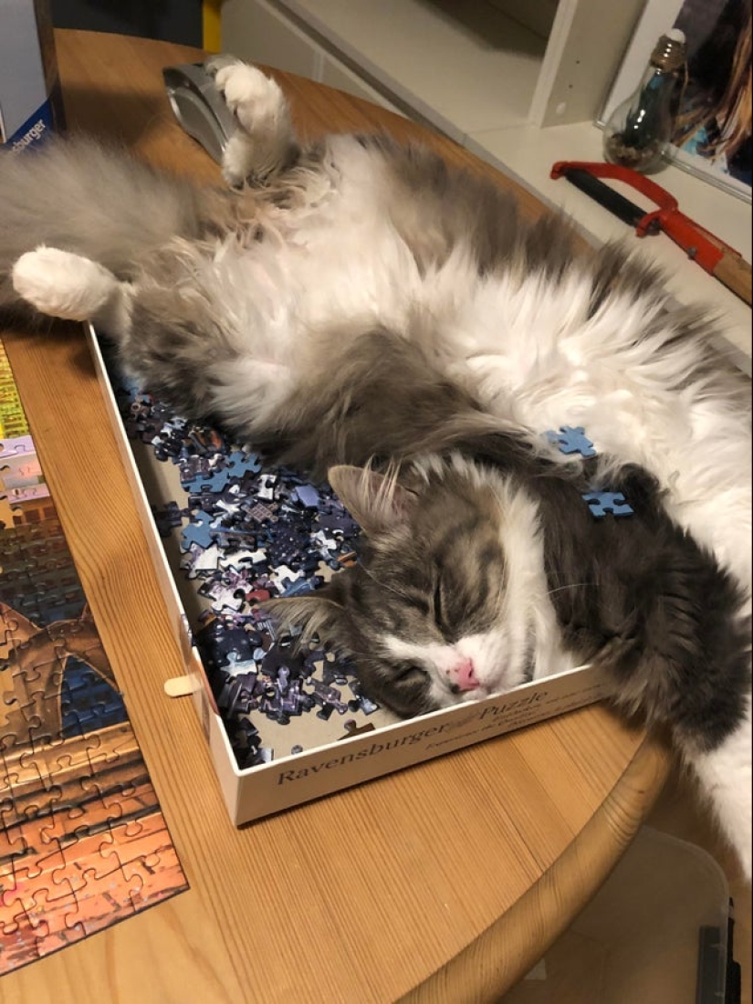 "Murzik, bueno, ¡no interfieras!": 22 evidencia de que no puedes resolver puzzles con gatos