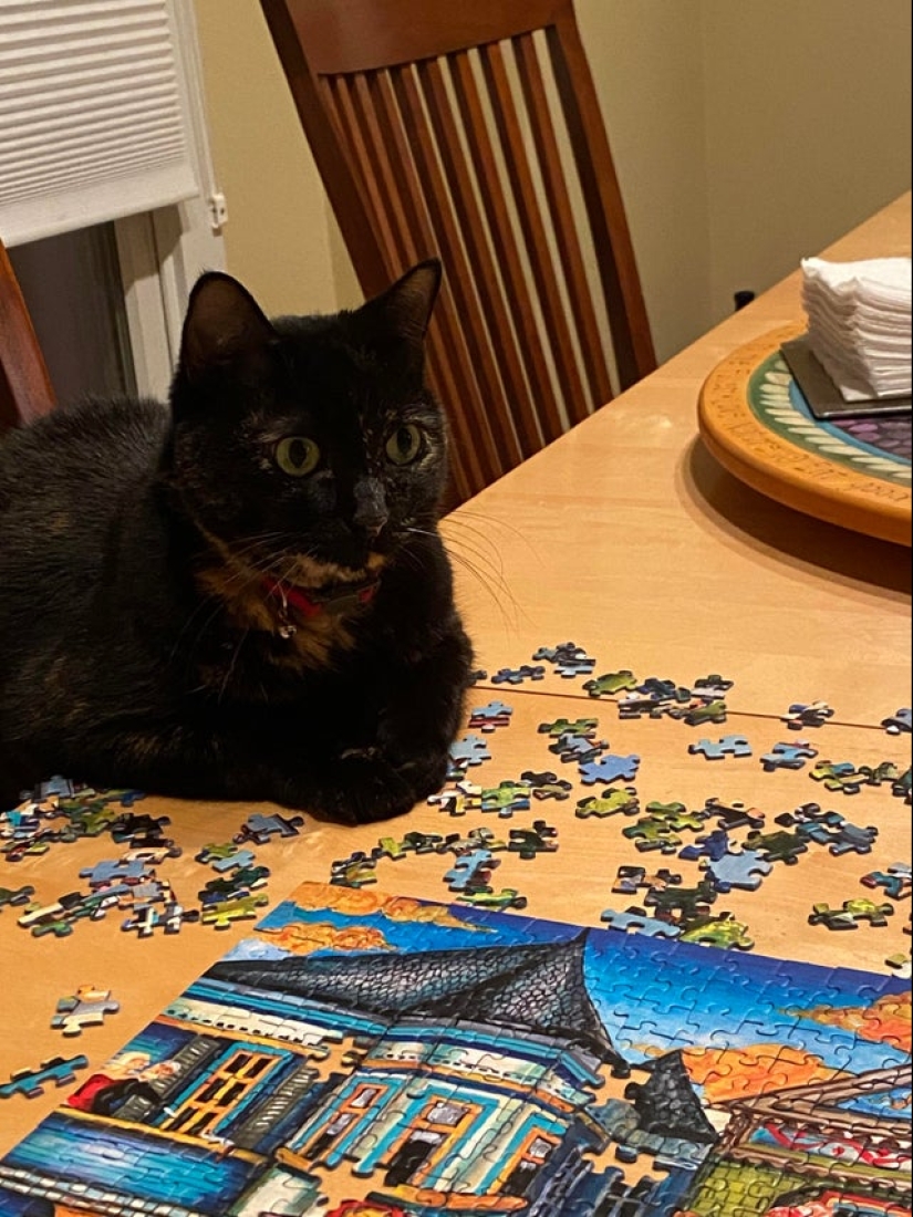 "Murzik, bueno, ¡no interfieras!": 22 evidencia de que no puedes resolver puzzles con gatos