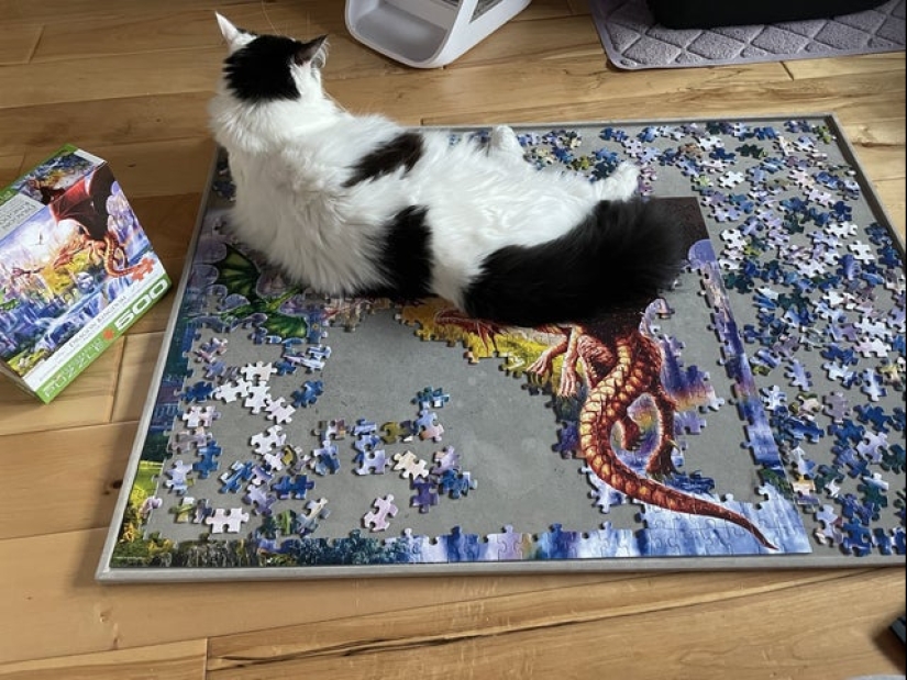 "Murzik, bueno, ¡no interfieras!": 22 evidencia de que no puedes resolver puzzles con gatos