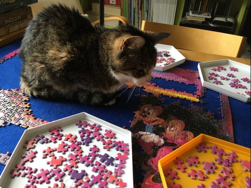 "Murzik, bueno, ¡no interfieras!": 22 evidencia de que no puedes resolver puzzles con gatos