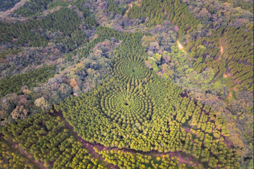 Mysterious tree circles in Japan are the result of a 50-year experiment