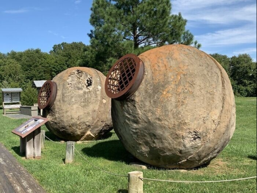 Mysterious "Wasp Nests" that were used for gold mining in America in the 19th century