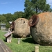 Mysterious "Wasp Nests" that were used for gold mining in America in the 19th century