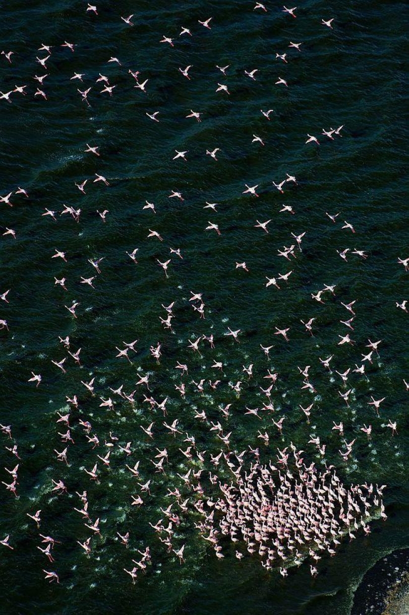 Nakuru en Kenia es un país de flamencos rosados