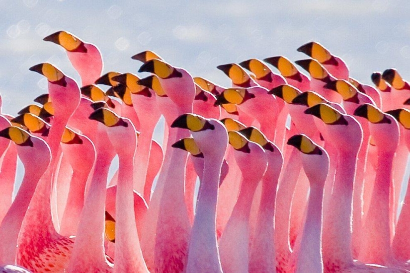 Nakuru en Kenia es un país de flamencos rosados