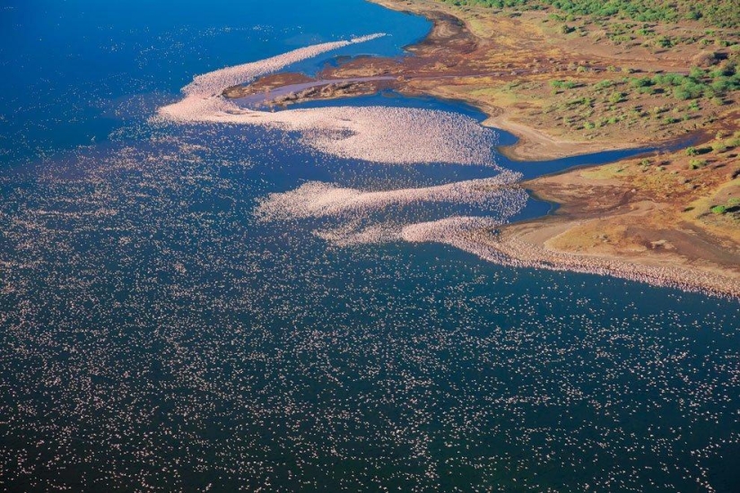 Nakuru en Kenia es un país de flamencos rosados