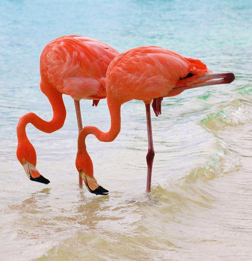 Nakuru en Kenia es un país de flamencos rosados