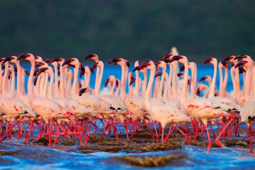 Nakuru en Kenia es un país de flamencos rosados