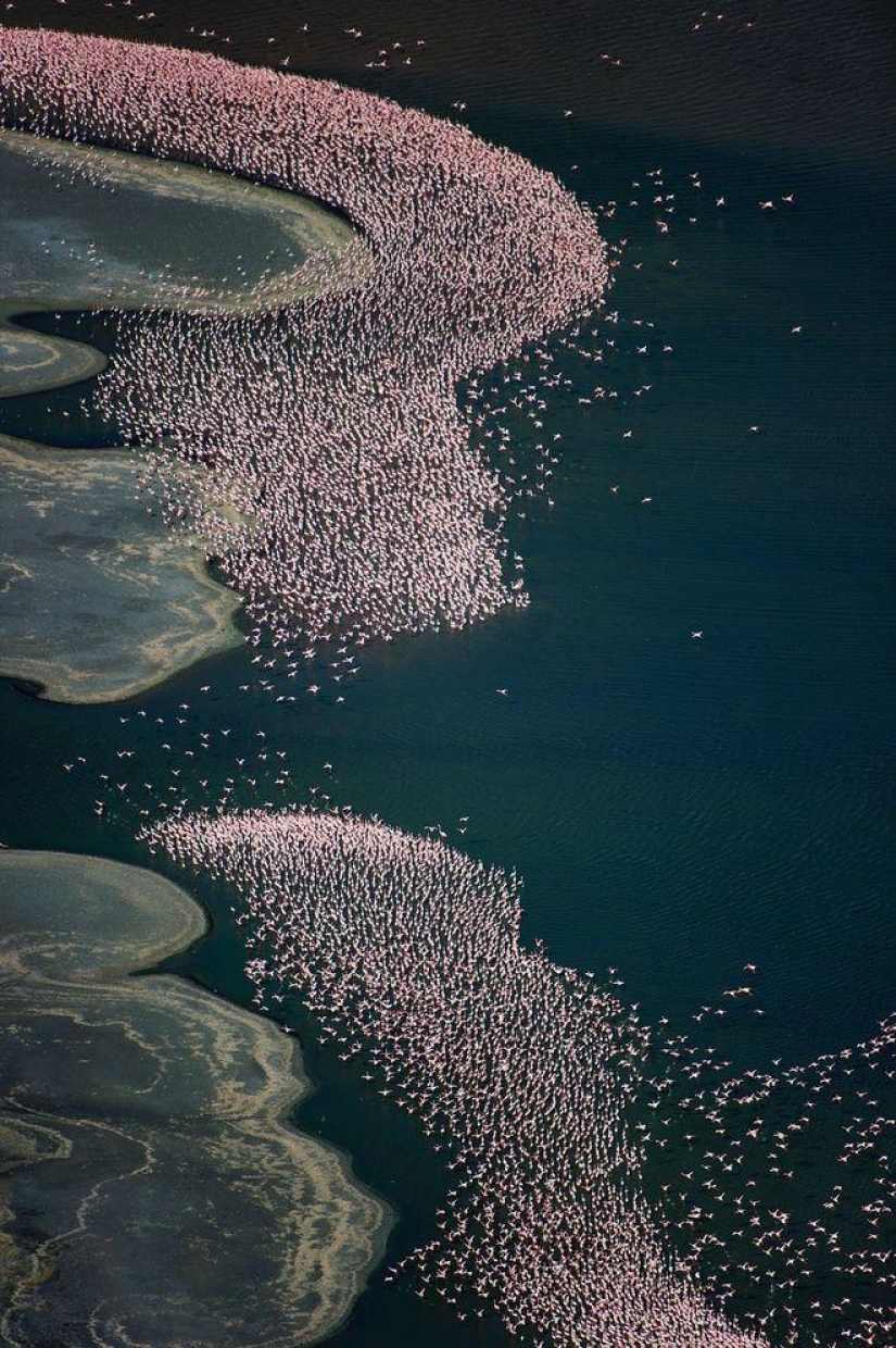 Nakuru en Kenia es un país de flamencos rosados