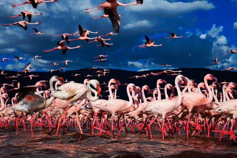 Nakuru en Kenia es un país de flamencos rosados