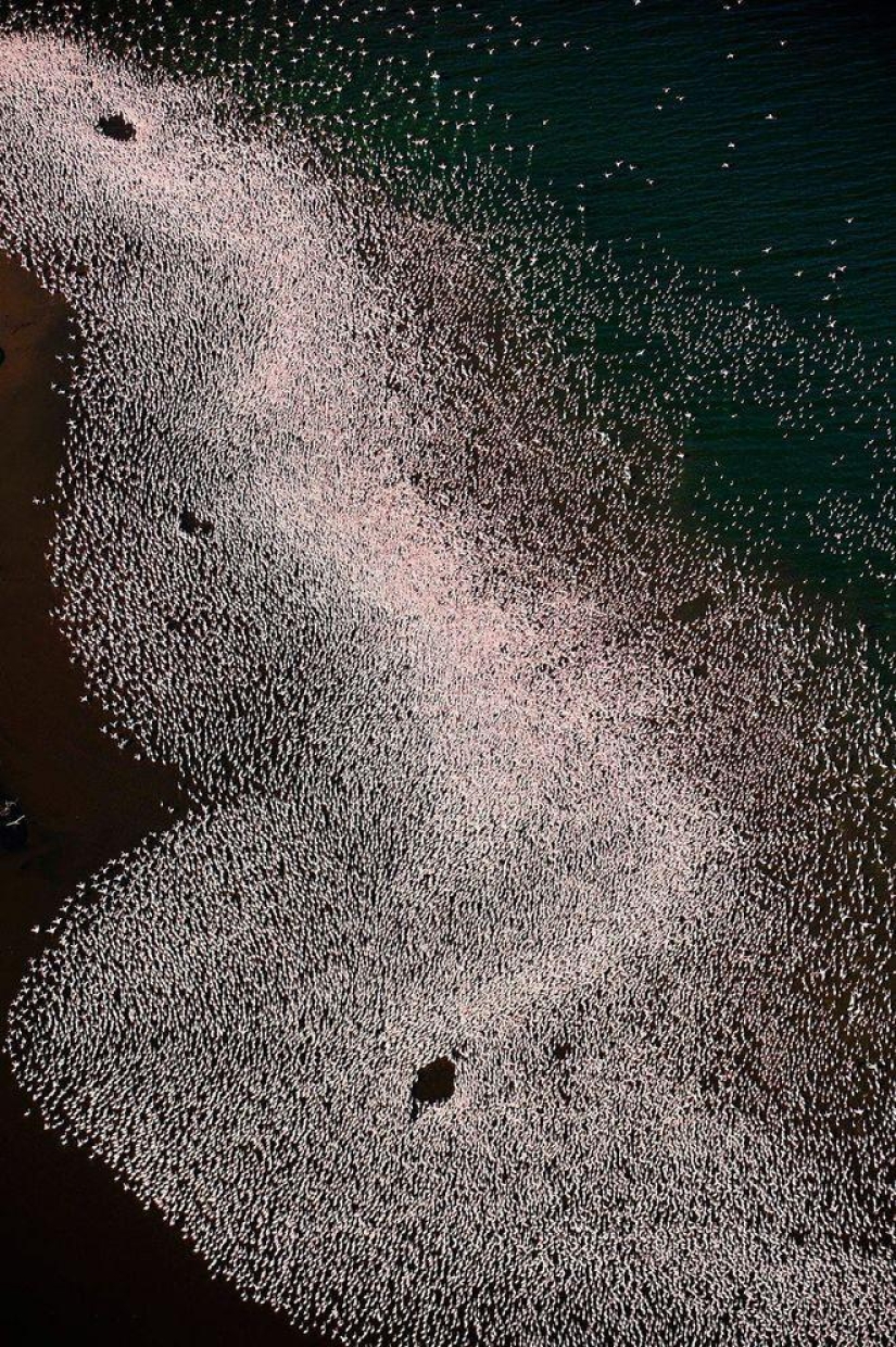 Nakuru en Kenia es un país de flamencos rosados