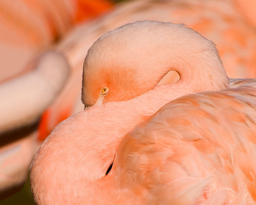 Nakuru en Kenia es un país de flamencos rosados