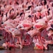 Nakuru en Kenia es un país de flamencos rosados