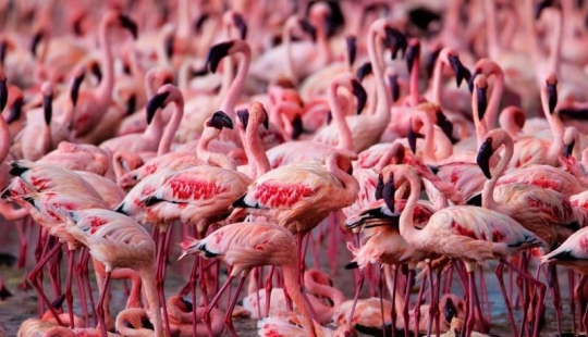 Nakuru in Kenya is a country of pink flamingos