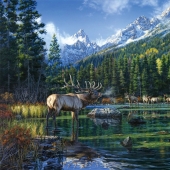 Nature and wildlife in the work of Darrell Bush: beauty in every detail