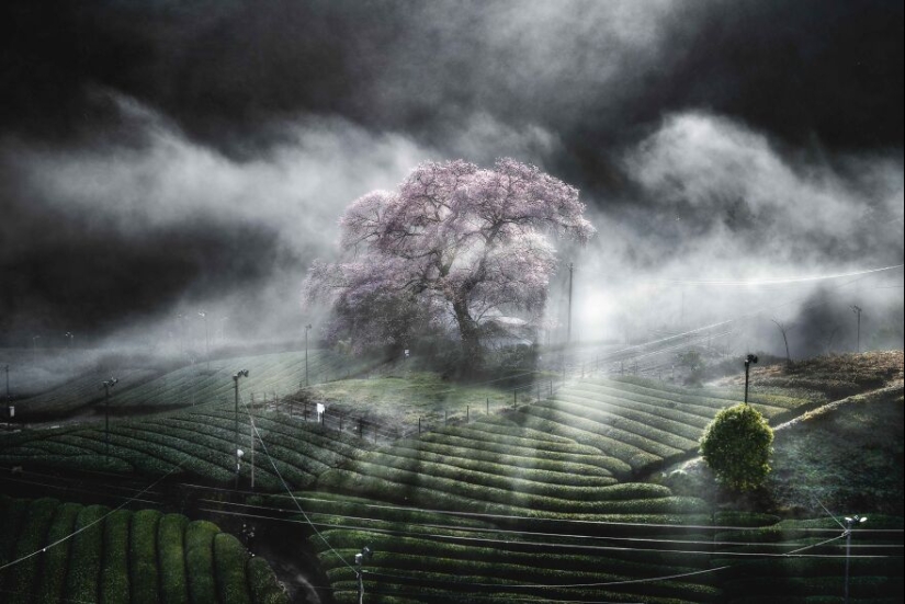 Nature Photography: The 22 Best Images Of The Tokyo International Foto Awards 2023