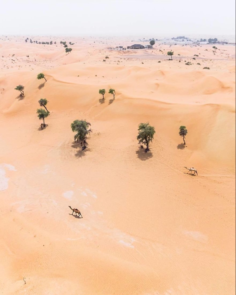 Nature versus people: the photographer filmed from the drone, as the desert devours Dubai and Abu Dhabi