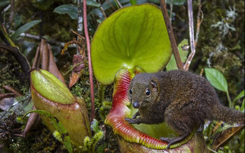 Nepenthes and tupaya: “toilet” friendship between a carnivorous plant and a miniature animal