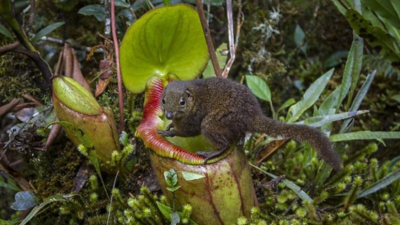Nepenthes y tupaya: amistad “de baño” entre una planta carnívora y un animal en miniatura